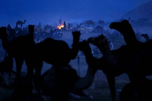 Стоянка пастухов, направляющихся на ежегодную пятидневную ярмарку верблюдов и домашнего скота в городе Пушкар, Индия.