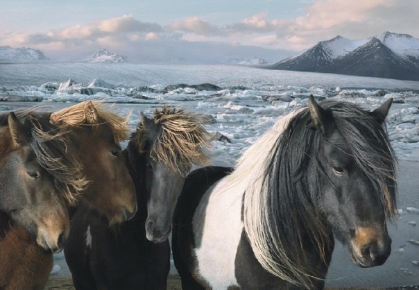 Cерия работ известного фотографа Тима Флака под названием «Equus»,  что переводится с латыни как «лошадь».