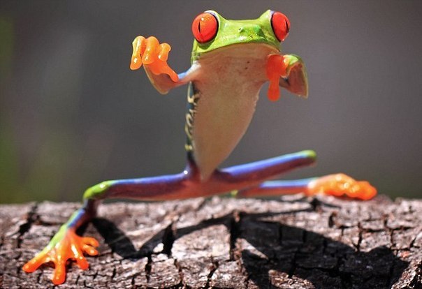 Красноглазая древесная лягушка продемонстрировала свои навыки владения приемами восточных единоборств фотографу-любителю из Индонезии Shikhei Goh, у которого она живет в качестве домашнего животного.