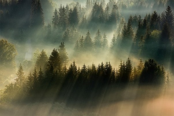 Фотограф Богуслав Стремпель снял холмы Польши и Чехии, чтобы показать туманные пейзажи утренней красоты природы.