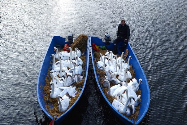 Транспортировка лебедей к месту зимовки, Гамбург, Германия.