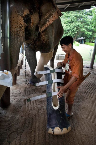 Протез для слонихи Моталы, которая потеряла ногу много лет назад, наступив на противопехотную мину.
