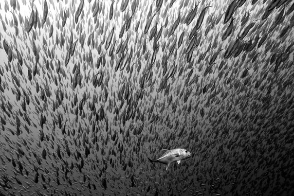 Тысячи рыб, напуганных хищником.