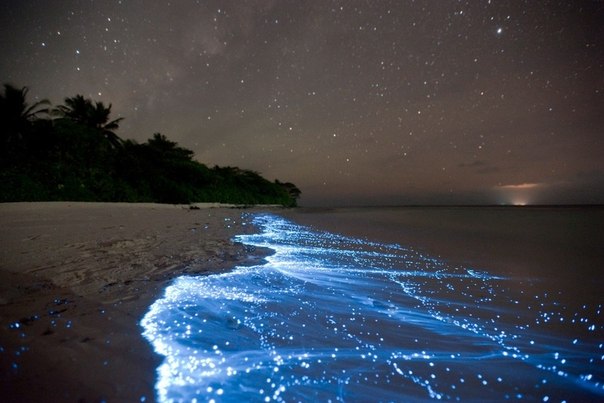 Планктон на пляже острова Ваадху, Мальдивы. Свечение объясняется биолюминесценцией — химическими процессами в организме животных, при которых освобождающаяся энергия выделяется в форме света. Фото: Barcroft Media / All Over Press