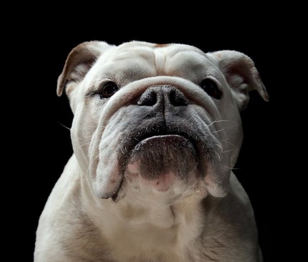 Фотограф Джерард Чарльз Джетингс создал серию портретов собак "Dogonomics"