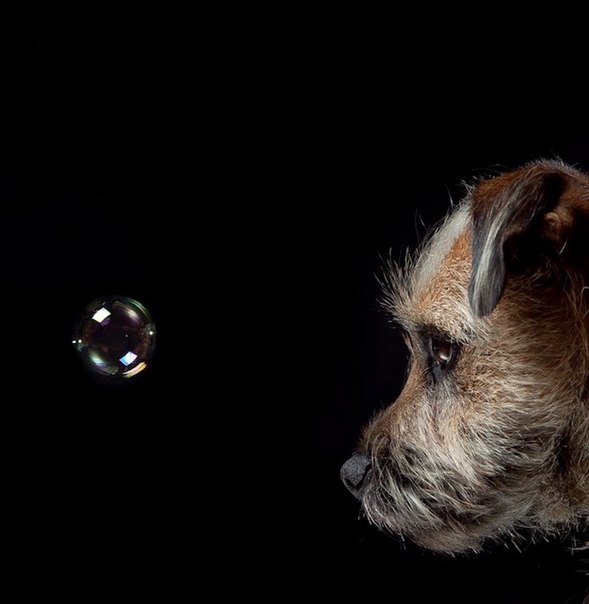 Фотограф Джерард Чарльз Джетингс создал серию портретов собак "Dogonomics"