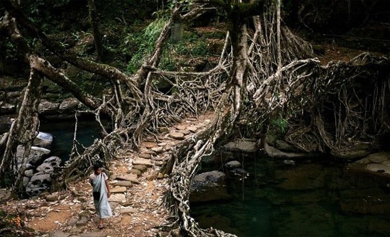 Жители одной деревни в Индии мосты не строят, а выращивают из корней каучуконосного фикуса. Несколько столетий назад местные племена начали возводить специальные приспособления, направляя корни деревьев в нужную им сторону. За более чем 500 лет удалось вырастить многочисленное количество мостов более 3 км в длину.