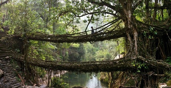 Жители одной деревни в Индии мосты не строят, а выращивают из корней каучуконосного фикуса. Несколько столетий назад местные племена начали возводить специальные приспособления, направляя корни деревьев в нужную им сторону. За более чем 500 лет удалось вырастить многочисленное количество мостов более 3 км в длину.