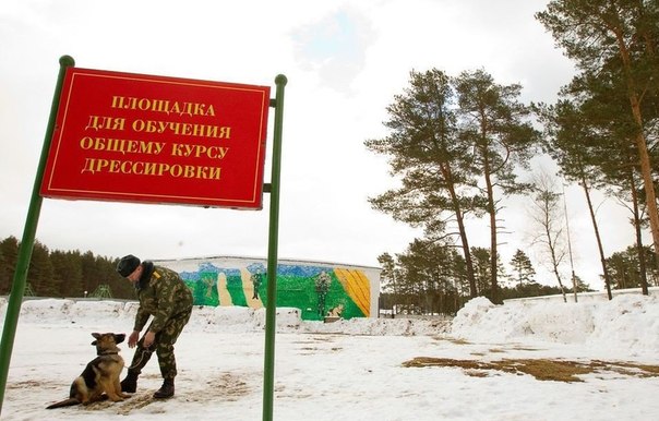 Как щенки становятся защитниками границы в фотографиях журналиста Василия Федосенко