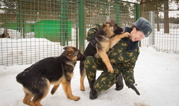 Как щенки становятся защитниками границы в фотографиях журналиста Василия Федосенко
