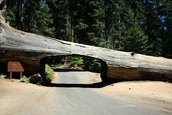«The Tunnel Log» («Бревно-тоннель») - это упавшее дерево секвойи в национальном парке «Секвойя», штат Калифорния, под которым проходит автодорога.