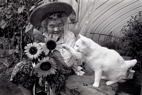 Много лет назад фотограф Мийоко Ихара начал снимать сцены из жизни его бабушки, Мисы и ее котенка с гетерохромией, Фукумару. Однажды Миса нашла этого котенка у себя в сарае. Их прекрасная дружба запечатлена в его серии "Misao Big Mama и Fukumaru Cat".