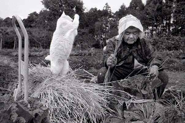 Много лет назад фотограф Мийоко Ихара начал снимать сцены из жизни его бабушки, Мисы и ее котенка с гетерохромией, Фукумару. Однажды Миса нашла этого котенка у себя в сарае. Их прекрасная дружба запечатлена в его серии "Misao Big Mama и Fukumaru Cat".