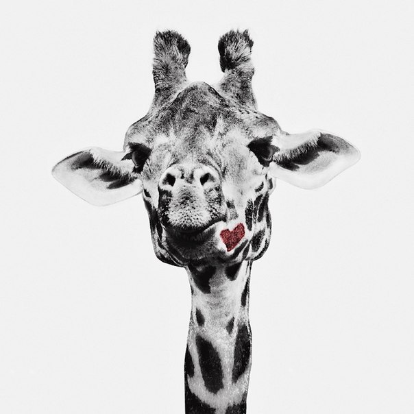 Фотографии животных от Джона Бертелли