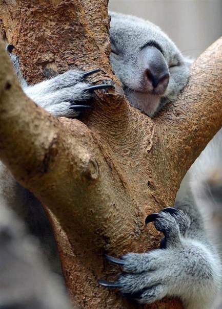 Коала спит на дереве в зоопарке в Дуйсбурге, Геомания