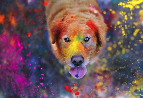 Очаровательные портреты собак фотографа Джессики Трин