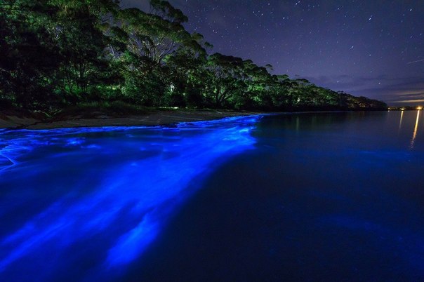 Светящийся планктон на пляже в Австралии