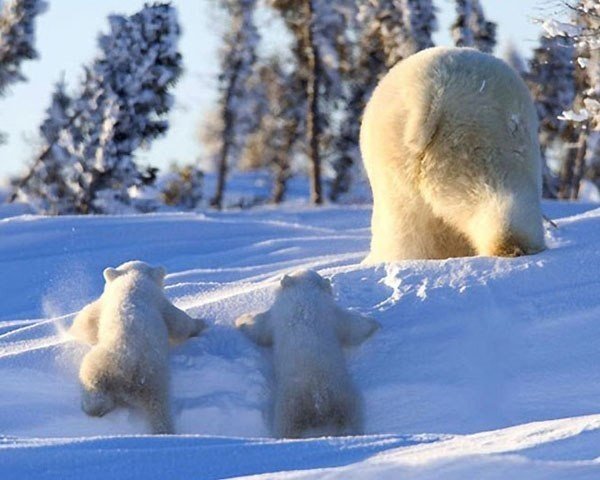 Белая медведица и ее потомство на прогулке