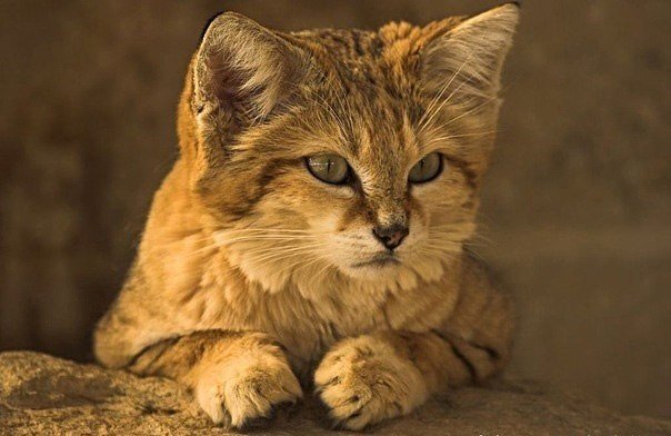Барханный кот, или песчаный кот, или барханная кошка — хищник семейства кошачьих