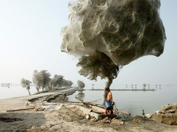 Нашествие пауков во время наводнения в Пакистане