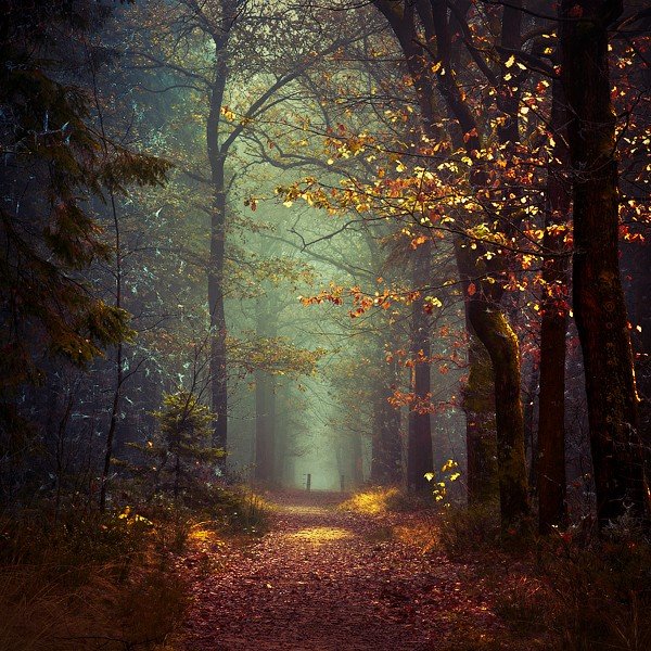 Серия фотографий   Мой лес  от Oer Wout