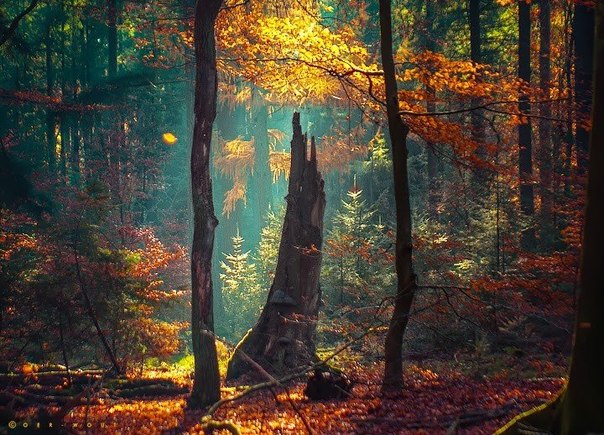 Серия фотографий   Мой лес  от Oer Wout