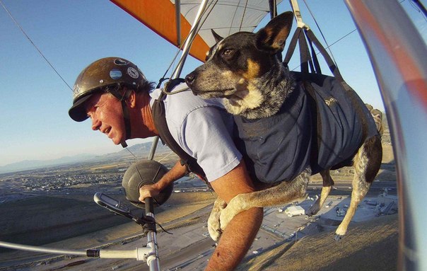 Дэн МакМанус и его служебная собака Шэдоу вместе совершают полёт на планере над Солт-Лейк-Сити, штат Юта
