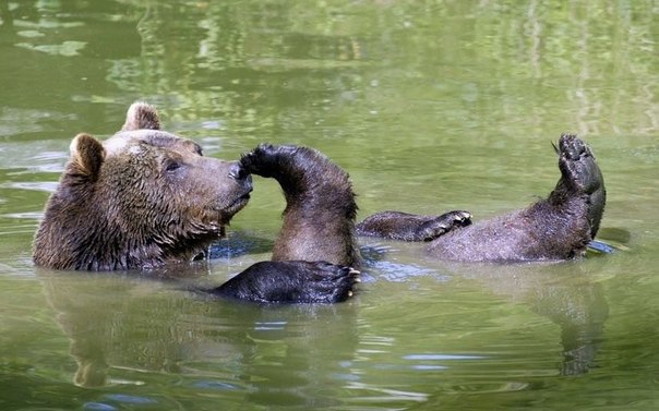 Медведь купается в реке, Камчатка, Россия