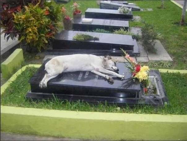 Пёс Капитана, приходит поспать на могилу хозяина каждый день последние 6 лет