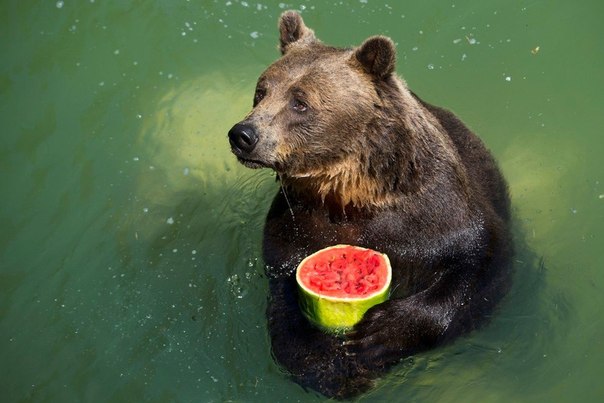 Бурый медведь Сандро с замороженным арбузом в зоопарке Рима, Италия. Летом сотрудники зоопарка регулярно дают животным охлажденный фрукты, чтобы помочь им пережить жару.