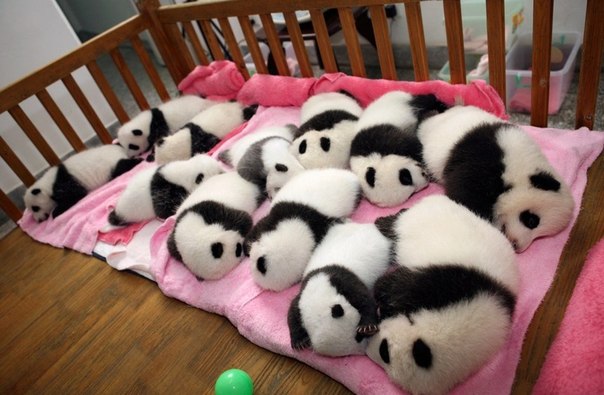 12 детенышей панды в колыбельке исследовательского центра в Китае.