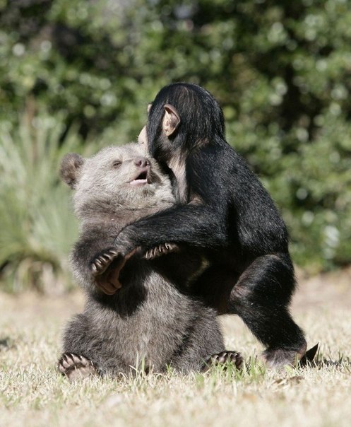 Дружба гризли и шимпанзе