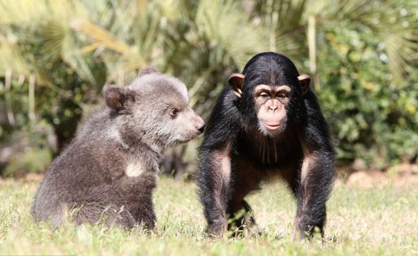 Дружба гризли и шимпанзе