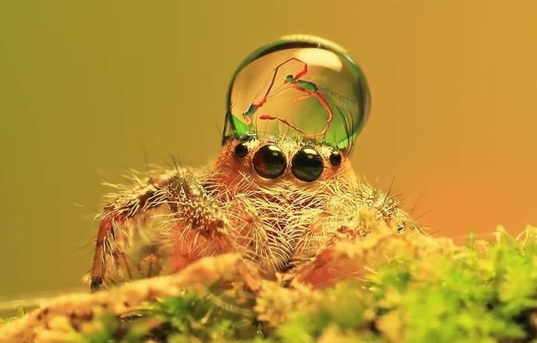 Умилительные фотографии пауков от Уда Дэнни