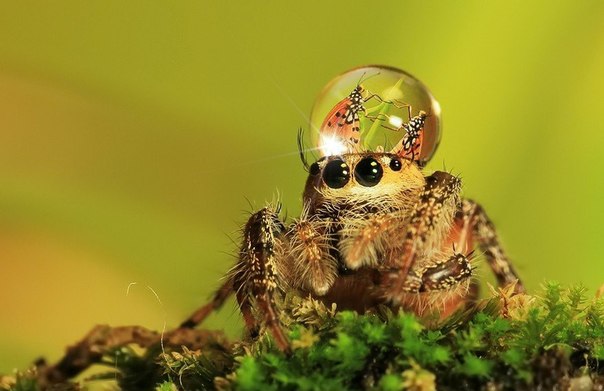 Умилительные фотографии пауков от Уда Дэнни