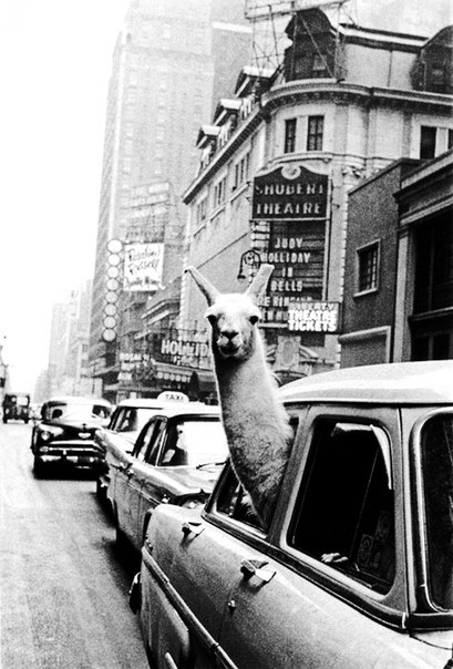Лама на Times Square,Нью Йорк, 1957