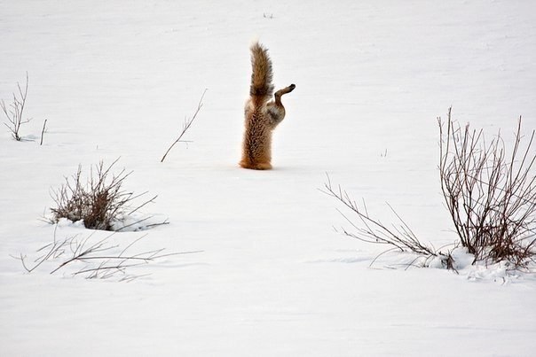 Обыкновенная лисица обладает исключительным слухом. На фото лисица ловит мышей под 60-сантиметровым слоем снега, покрытым ледяной коркой