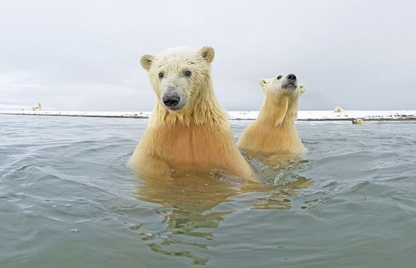 Любопытные белые медведи в заповеднике Arctic National Wildlife Refuge  в фотографиях Стивена Казловски