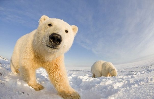Любопытные белые медведи в заповеднике Arctic National Wildlife Refuge  в фотографиях Стивена Казловски