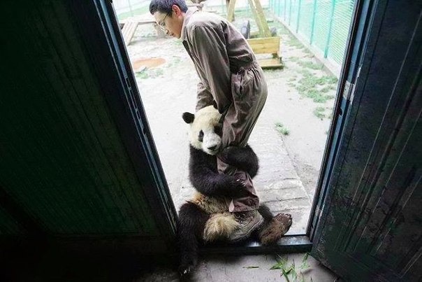 Эвакуация панды после объявления угрозы землетрясения
