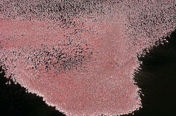 Скопления фламинго на водах озера в Кении