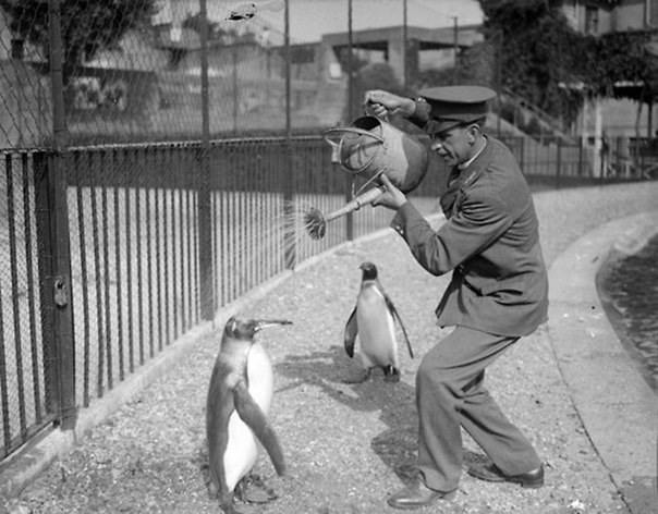 Сотрудник зоопарка, поливающий пингвина летом холодной водой, чтобы спасти от изнурительной жары
