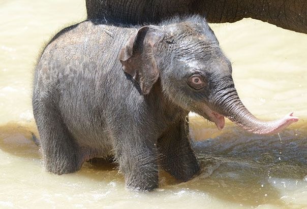Новорожденный слоненок и его мама в зоопарке Мельбурна