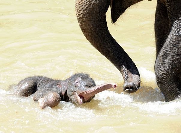 Новорожденный слоненок и его мама в зоопарке Мельбурна