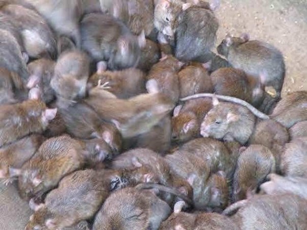 Над крысами был проведен эксперимент