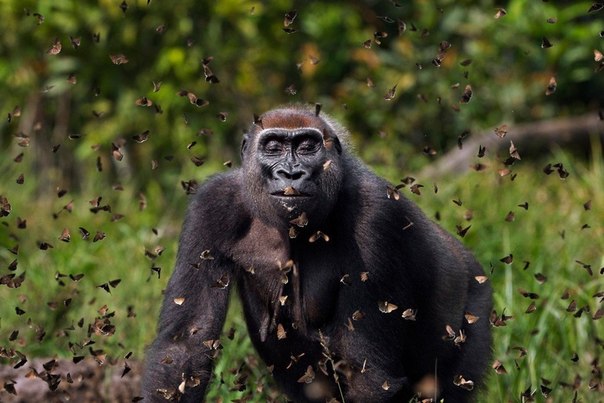 Западная равнинная горилла в национальном парке Дзанга-Санга