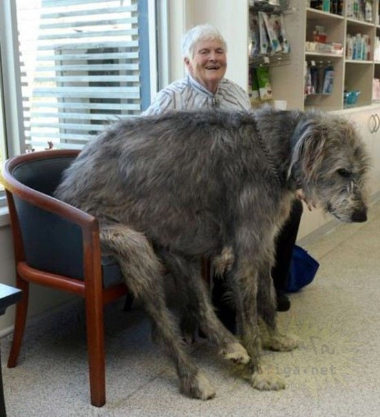 Одна из самых больших собак в мире - ирландский волкодав