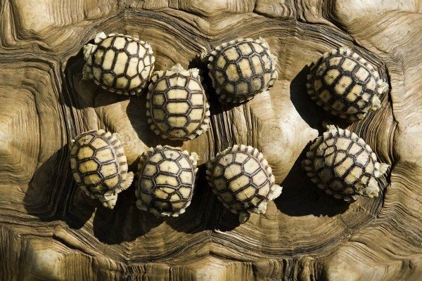 Восемь черепашек на спине своей мамы катаются по одному из зоопарков Венгрии.