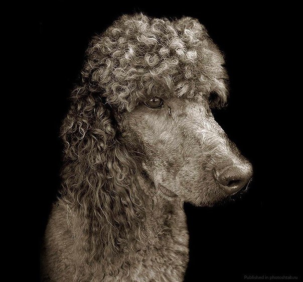 Портреты собак из приюта в объективе фотографа Traer Scott