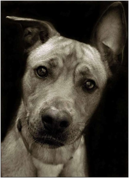 Портреты собак из приюта в объективе фотографа Traer Scott